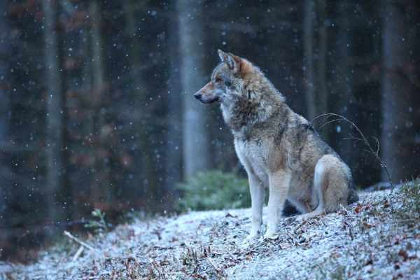 Valais: Nine wolf protectors convicted over Facebook post