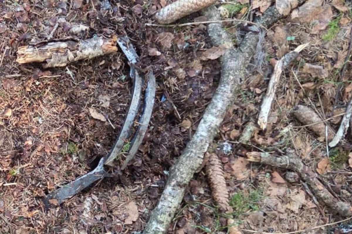 Pièges à loups dans le Jura vaudois : sabotage, critiques, questions ouvertes