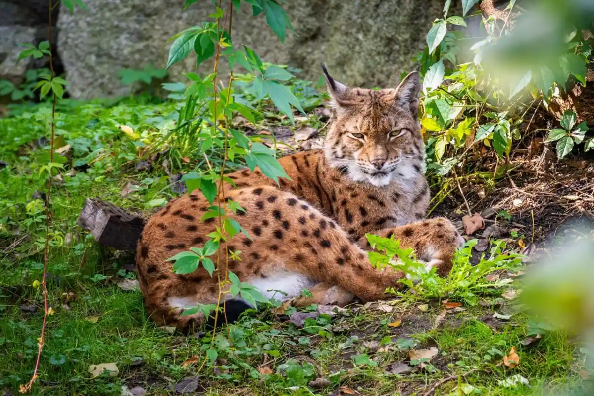 Biodiversität in der Schweiz GPK S rügt den Bundesrat scharf