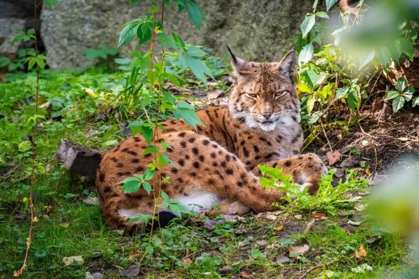 Biodiversität in der Schweiz: GPK-S rügt den Bundesrat scharf