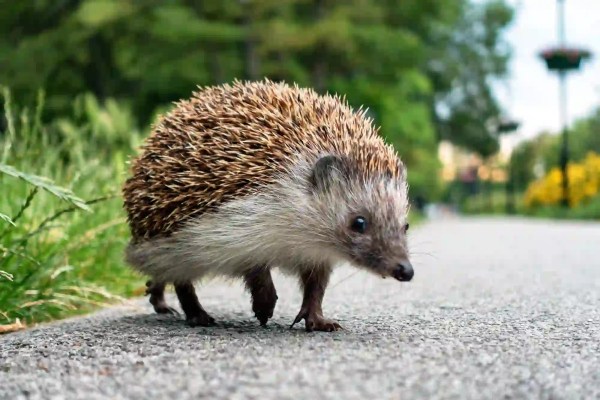 Der Igel: Tier des Jahres 2026, beliebt und auf der Roten Liste
