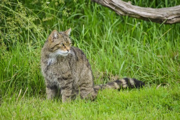 Die Wildkatze kehrt ins Schweizer Mittelland zurück