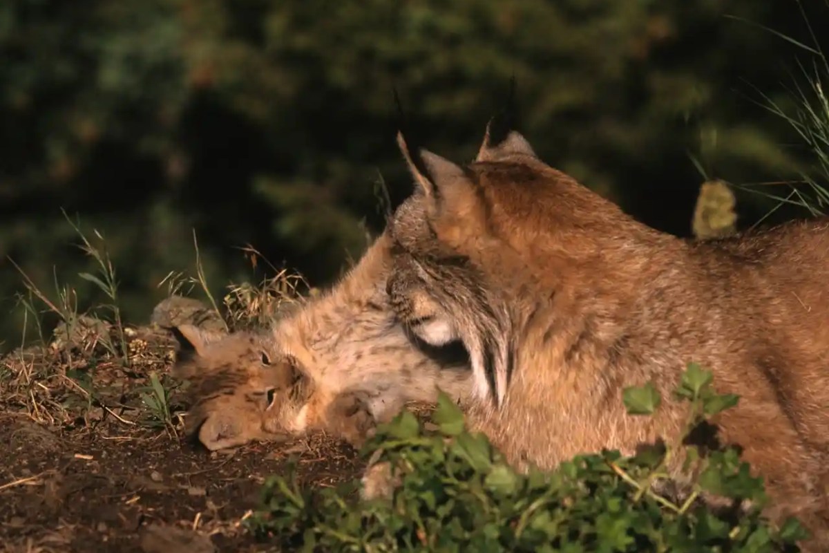 Erschlagener Luchs im Elsass Frankreich bestraft hart, die Schweiz schweigt fast