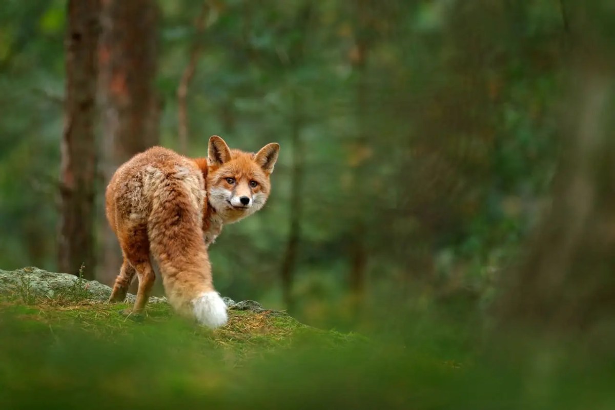 Fuchsjagd Luzern 98 Prozent der erlegten Tiere gesund