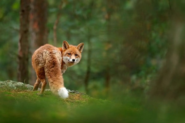 Fuchsjagd Luzern: 98 Prozent der erlegten Tiere gesund