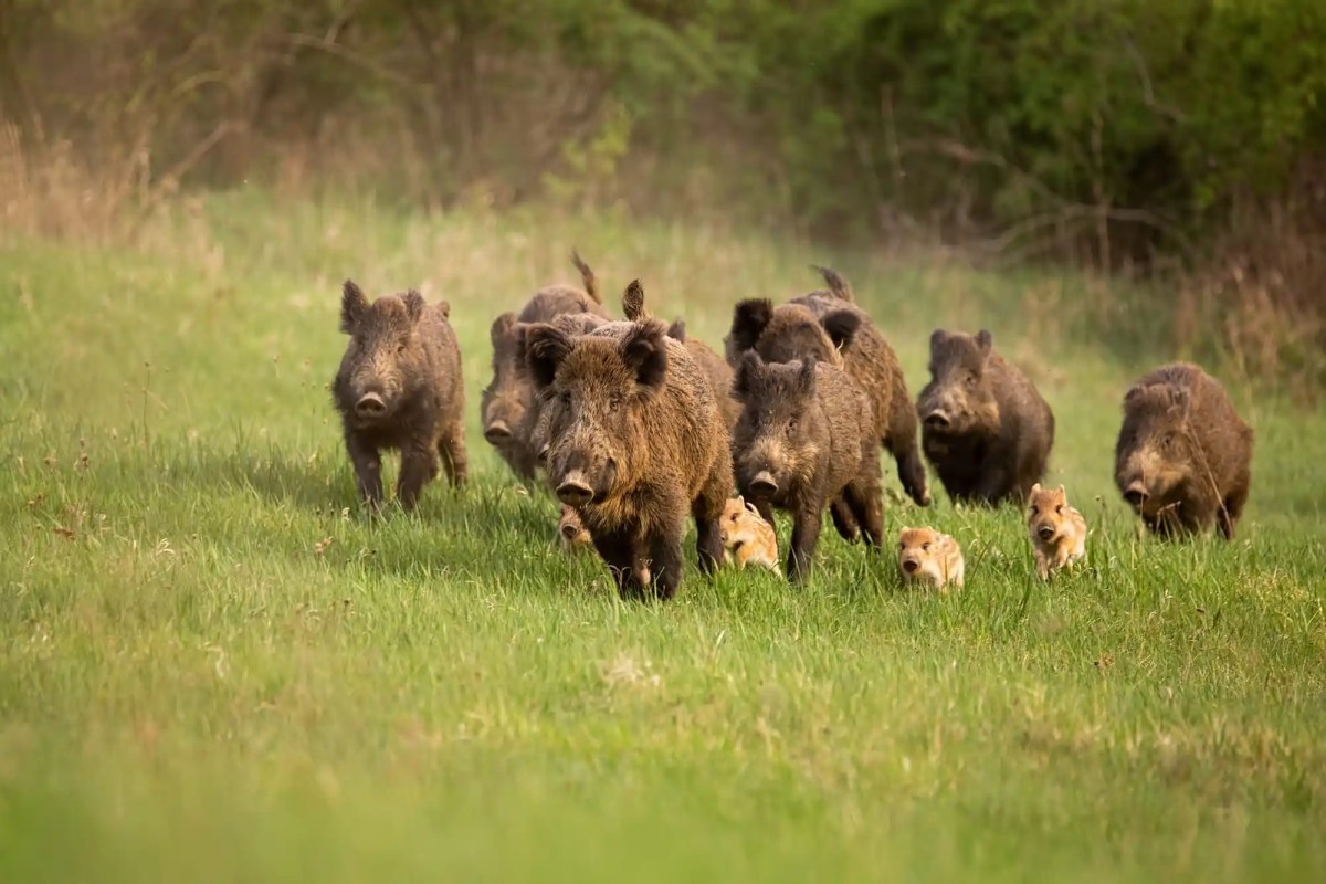 GPS Bache verrieten Wildschweine Hobby Jäger erschoss Kollegen