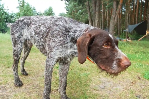 Hobby-Jäger zu 11’200 Euro Geldstrafe verurteilt, nachdem sein Jagdhund vier Nachbarskatzen totgebissen hat