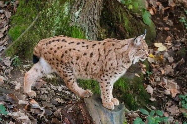 Toter Luchs im Jura: Strafverfahren gegen Hobby-Jäger
