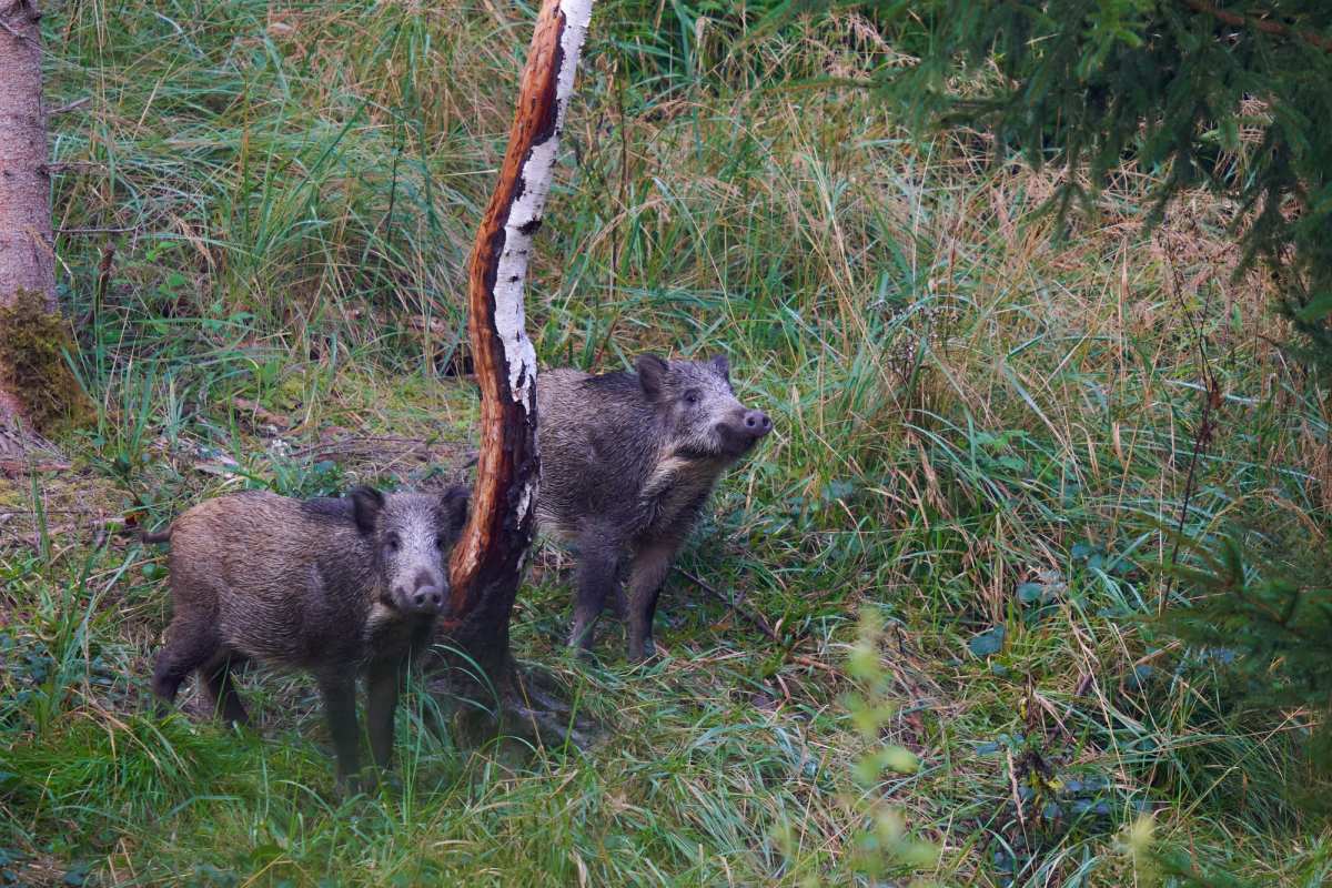 Kanton Schwyz öffnet erstmals Wildschweinjagd und trainiert Hobby Jäger für den Abschuss von Beutegreifern