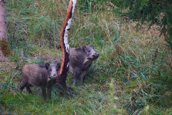 Kanton Schwyz öffnet erstmals Wildschweinjagd und trainiert Hobby-Jäger für den Abschuss von Beutegreifern