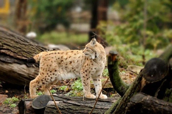 Luchs Juro schwimmt vom Schwarzwald in die Schweiz