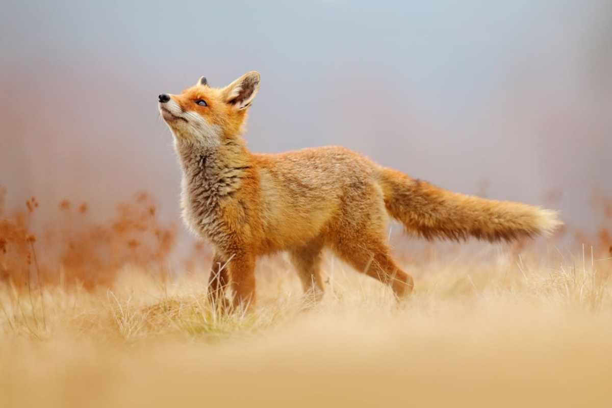Luzern und der Rotfuchs Wenn Politik Fakten ignoriert