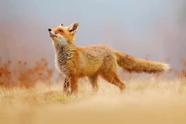 Luzern und der Rotfuchs: Wenn Politik Fakten ignoriert