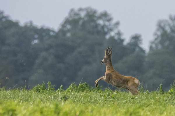 Polen zeigt, wie Jagdkritik politisch wirksam werden kann