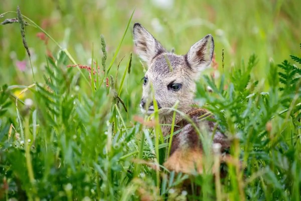 Salvataggio dei caprioli in Svizzera: chi salva i piccoli e chi li abbatte?
