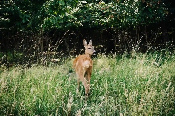 Vivre vegan, rejeter la chasse de loisir : pourquoi une nouvelle etude sur 2161 vegans concerne aussi les opposants a la chasse de loisir