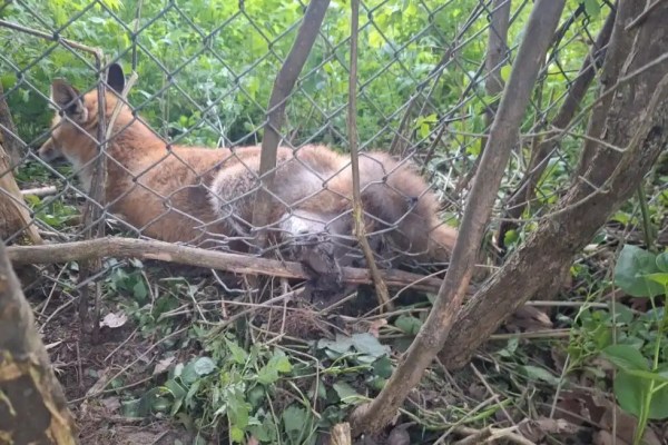 Verbotene Falle zerfetzt Fuchs den Hinterlauf: Ein Hobby-Jäger musste das Tier erschiessen
