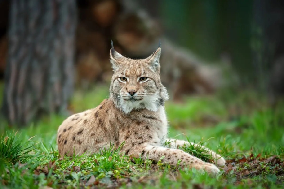 Wallis fordert Luchs Abschuss Schiessen statt schützen