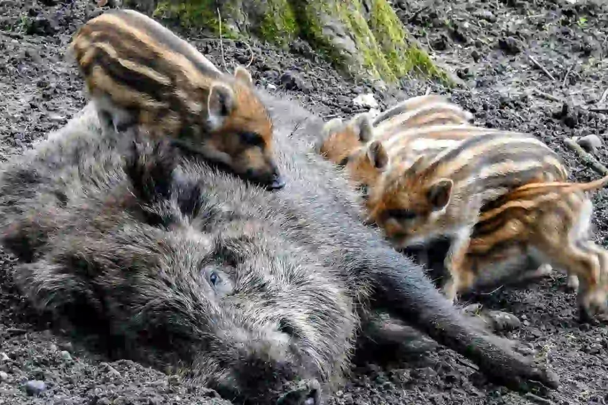Wildschwein-Sterilisation Wenn die Hobby-Jagd am eigenen Versagen scheitert