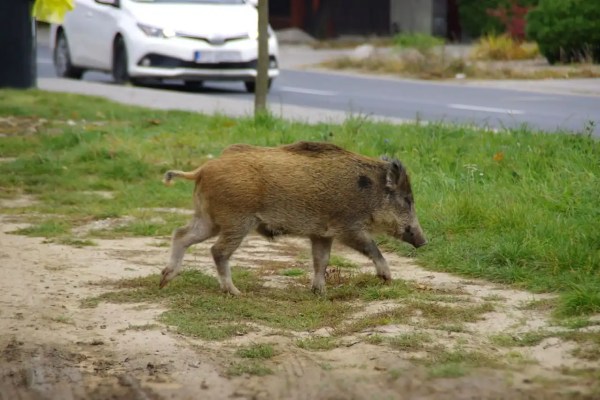 Wildschweine in der Stadt: Die Hobby-Jagd ist das Problem