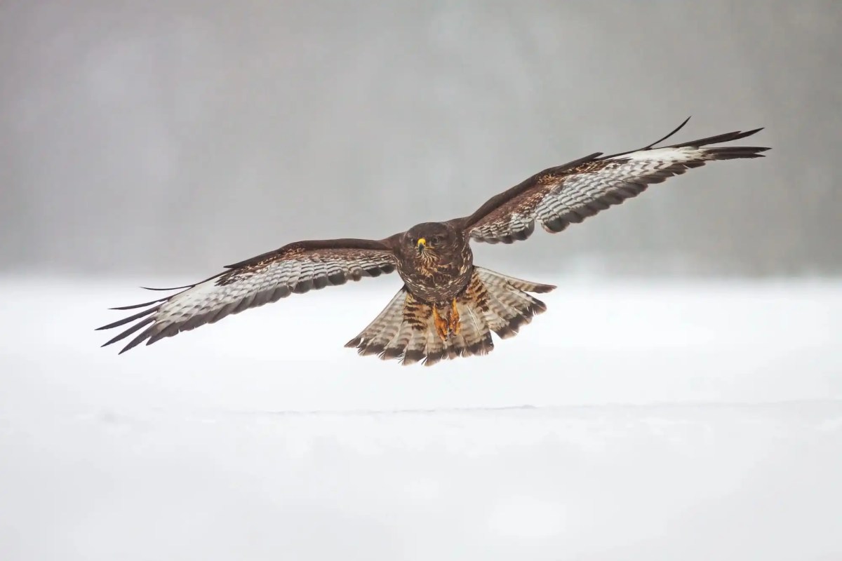 Wildtierkriminalität Nordburgenland ist Hotspot für illegale Greifvogelverfolgung
