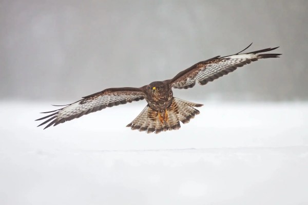 Wildtierkriminalität: Nordburgenland ist Hotspot für illegale Greifvogelverfolgung