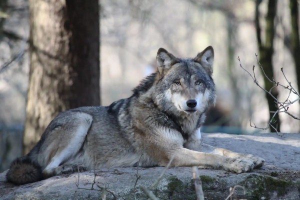 Wolf am Zürichsee: Was die Sichtung in Hombrechtikon bedeutet