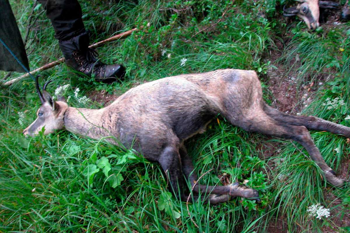 De Zofingue au monde entier : JagdSchweiz, une fabrique de désinformation