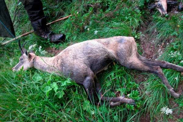 Aus Zofingen in die Welt: JagdSchweiz als Fabrik für Fehlinformation