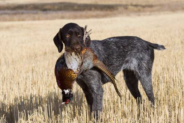 EU-Tierschutzverordnung 2026: Meilenstein mit Lücken – Jagdhunde bleiben ausgenommen