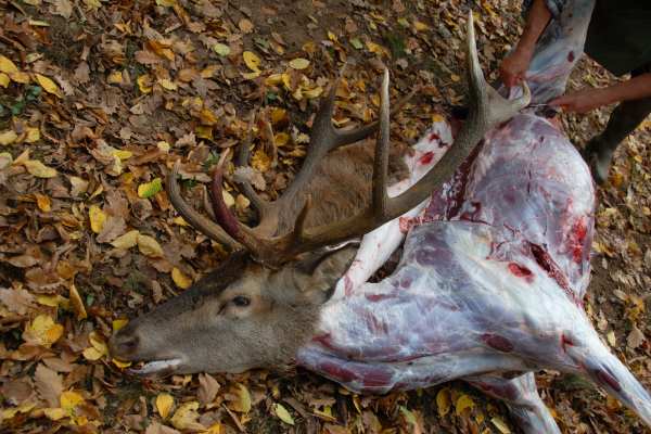 Etikettenschwindel bei Fleisch und die Jagdbranche mischt mit