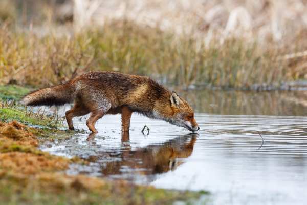 Fuchsjagd-Podium in Utzenstorf: Vier Hobby-Jäger, ein Nichtjäger und kein echter Dialog