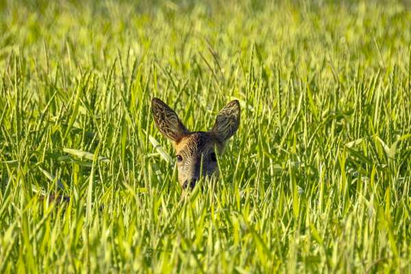 Gehorsamsprüfung für Jagdhunde in der Brut- und Setzzeit: Berner Jägerverband beschiesst den Wald