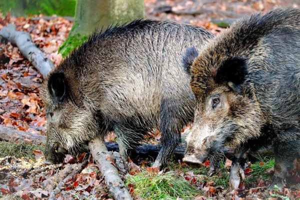 Graubünden schickt Hobby-Jäger auf nächtliche Wildschweinpirsch