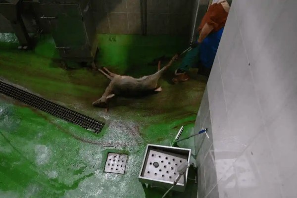 Hirsche bei Bewusstsein getötet: Animal Equality deckt Tierschutzverstösse in spanischem Schlachthof auf