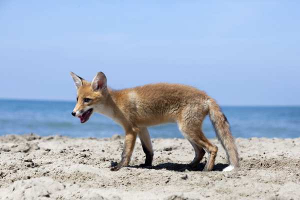 Hitzewelle 2026: Wildtiere unter Extremstress und die Jagd läuft weiter
