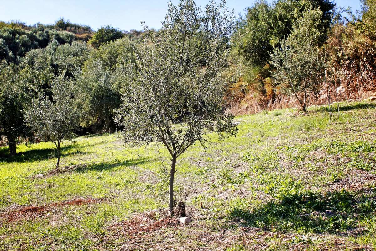 Italien Gericht erlaubt Jagdverbot auf eigenem Grund aus ethischen Gründen