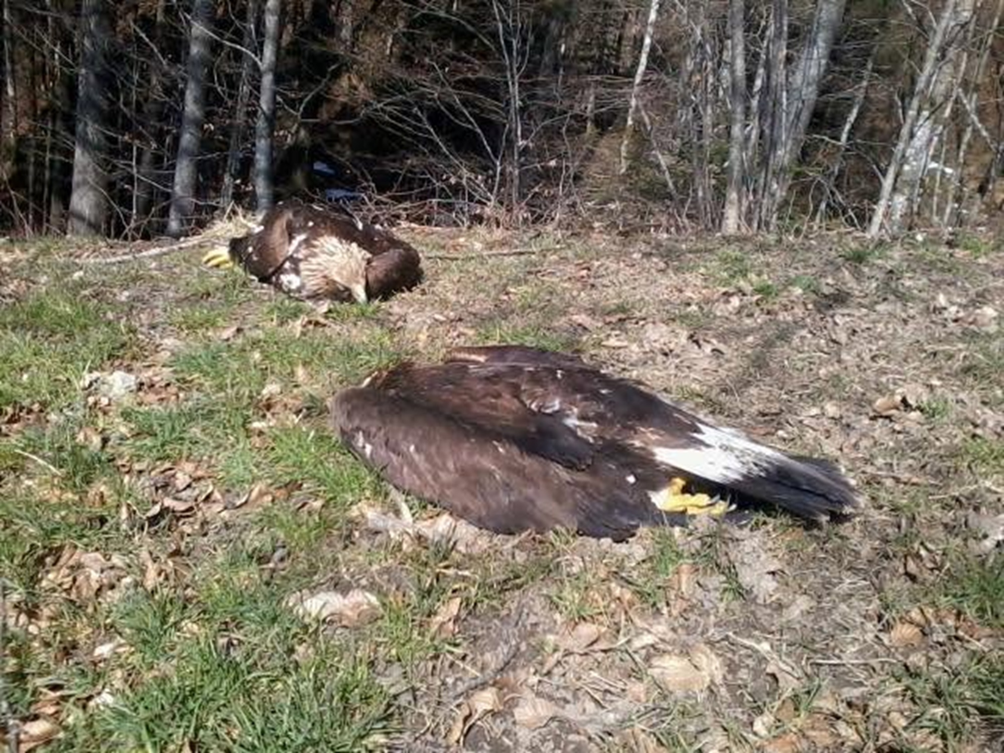 Kanton Schwyz: Vergiftete Steinadler, erschossene Lamas, illegale Wolfsfallen
