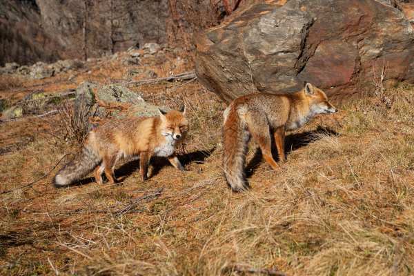 « En finir avec la chasse au renard » : la science, les cantons et ce que vous pouvez faire
