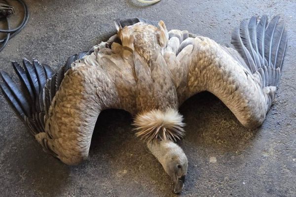 Six griffon vultures killed with banned pesticide in the Lesachtal