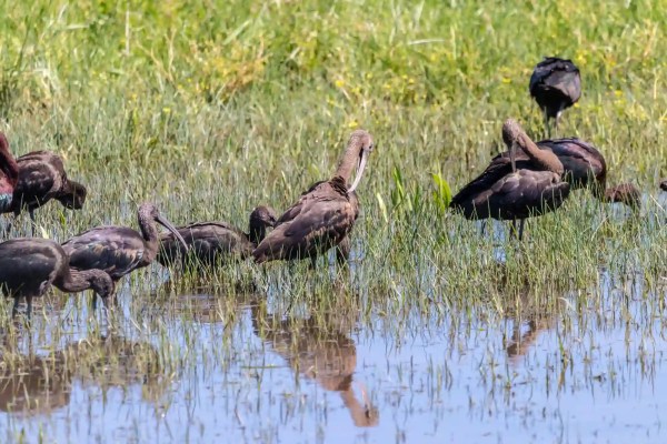 Spanien: Doñana trocknet aus, die Hobby-Jagd-Lobby ruft nach Comeback