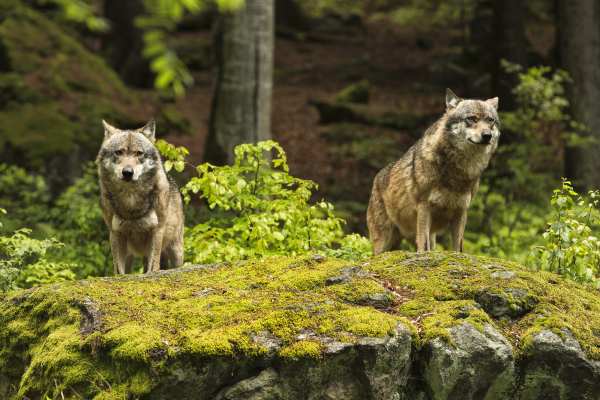 Tessin bildet 88 Hobby-Jäger für nächtliche Wolfsabschüsse aus