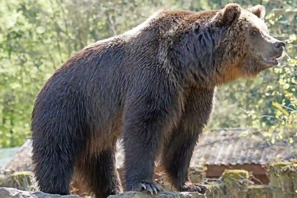 Tierpark Bern: 82 Prozent für den Ausbau, Tierschützer warnen vor dem Wettrüsten der Zoos