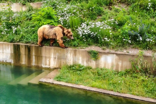 Parco animali di Berna: l'82 per cento favorevole all'ampliamento, gli animalisti mettono in guardia dalla corsa agli armamenti tra zoo