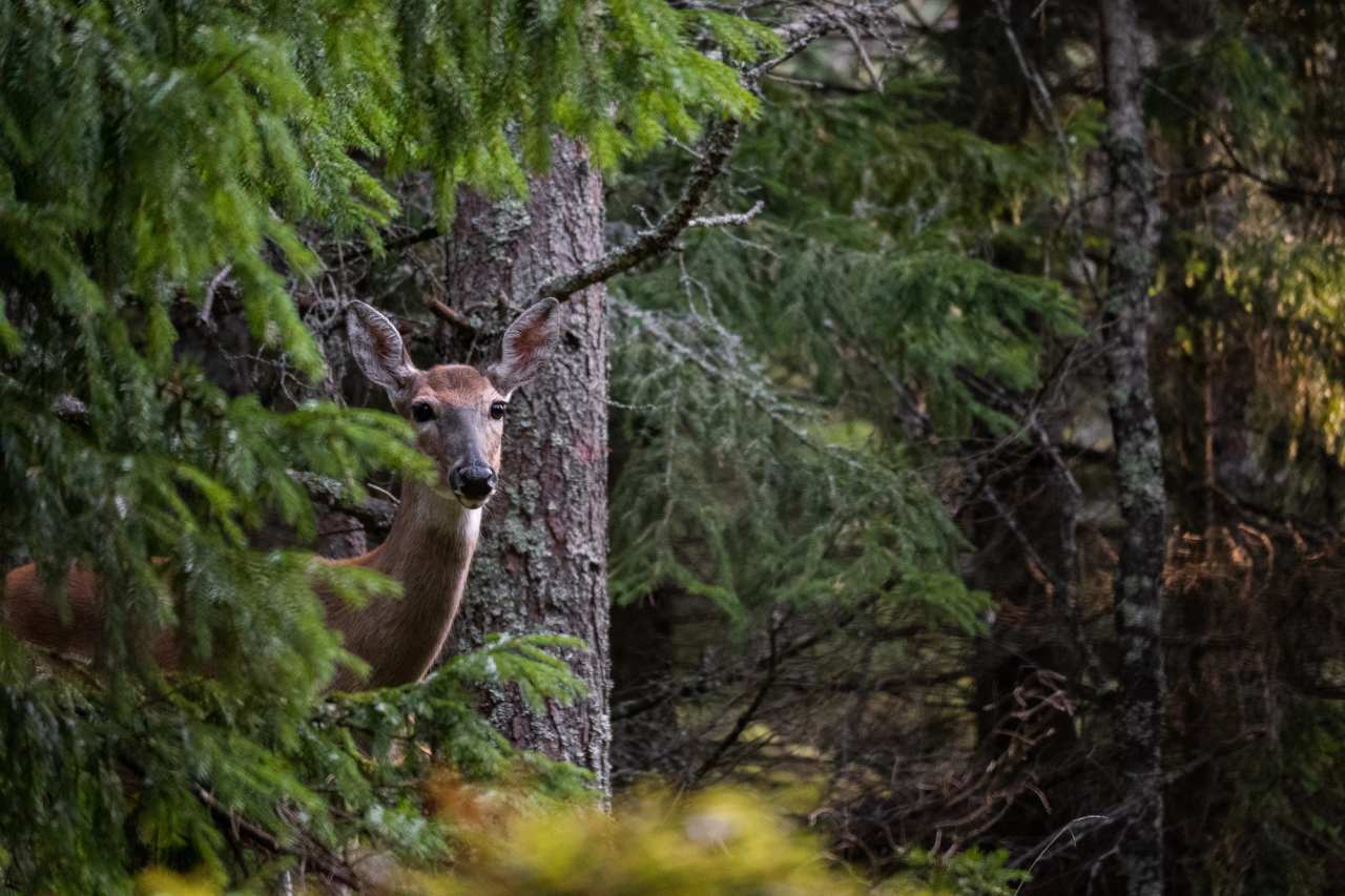 Wald kaufen und jagdfrei halten Wie Privateigentum zur Schutzzone für Wildtiere wird