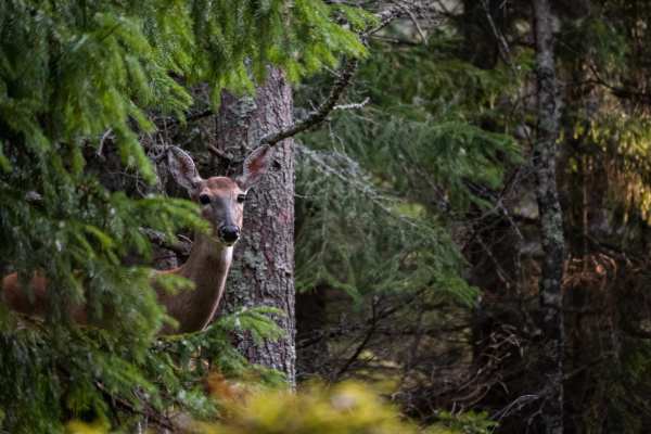 Wald kaufen und jagdfrei halten: Wie Privateigentum zur Schutzzone für Wildtiere wird