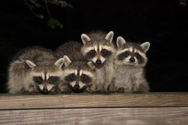 Waschbärbabys getötet: Jagdverband verbreitet Falschaussage