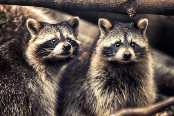 Waschbären in Bielefeld: Je mehr getötet wird, desto mehr kommen nach