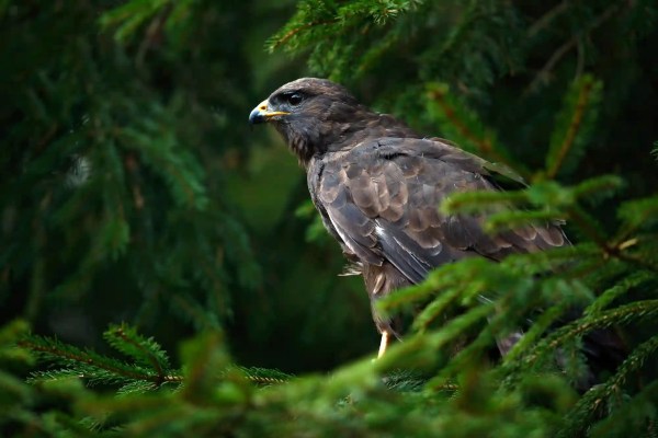 Wildtier Schweiz: Forschungs-Etikett, Hobby-Jagd-Kern