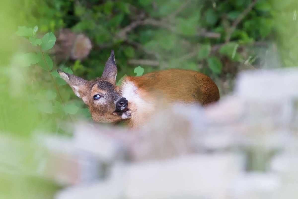 Zombie deer disease CWD new study shows transmission risk to humans